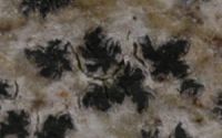 arthonioid lichen
