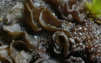 jelly lichen