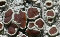 lecanorine lichen