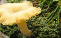 mushroom lichen