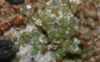 squamulose lichen